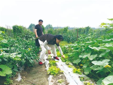 原州区头营镇马园村设施蔬菜种植基地，一派忙碌景象-宁夏新闻网