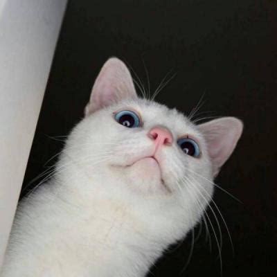 猫猫非主流头像