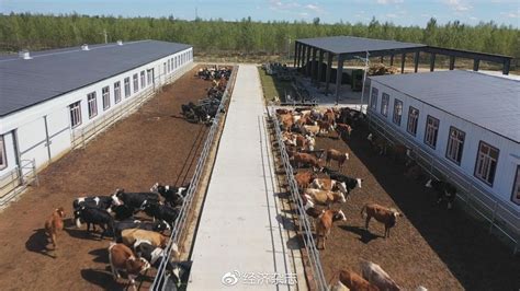 对农民来说，养多少牛效益最高？怎么让一头牛卖出最大的效益？__凤凰网