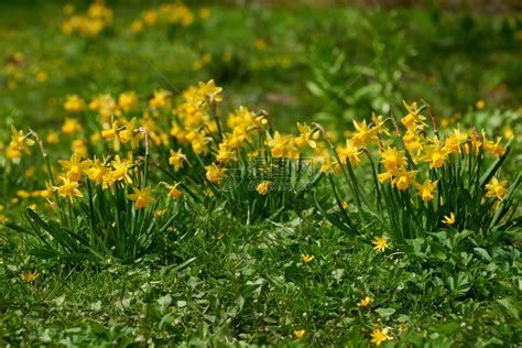 水仙花东方自恋的美丽花朵强迫黄色的高清图片下载-正版图片307740425-摄图网