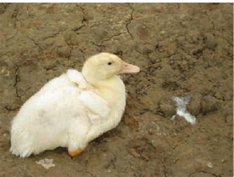 雏番鸭的小鹅瘟-鸭鹅病诊治-图片