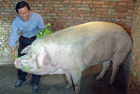 老农养了一头1800斤的“猪王”，挨饿也要给猪喂人参，死后成镇馆之宝 - 猪好多网