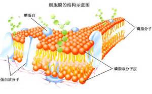 细胞膜结构图片素材-正版创意图片401101479-摄图网