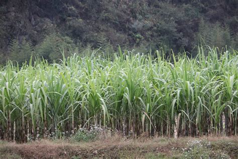 甘蔗种植技术如何选种 - 知乎