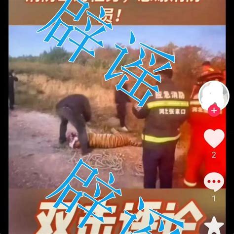 关于网传宣化消防出警捕获老虎的情况通报~_张家口市_图片_人员