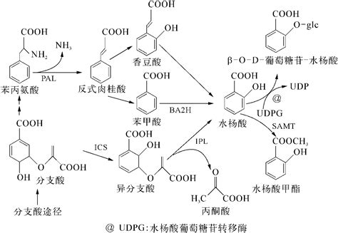 水杨酸的合成-植物激素-专业词典