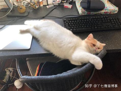 上海猫咪主题咖啡馆 喵星人为顾客缓解压力-大河网