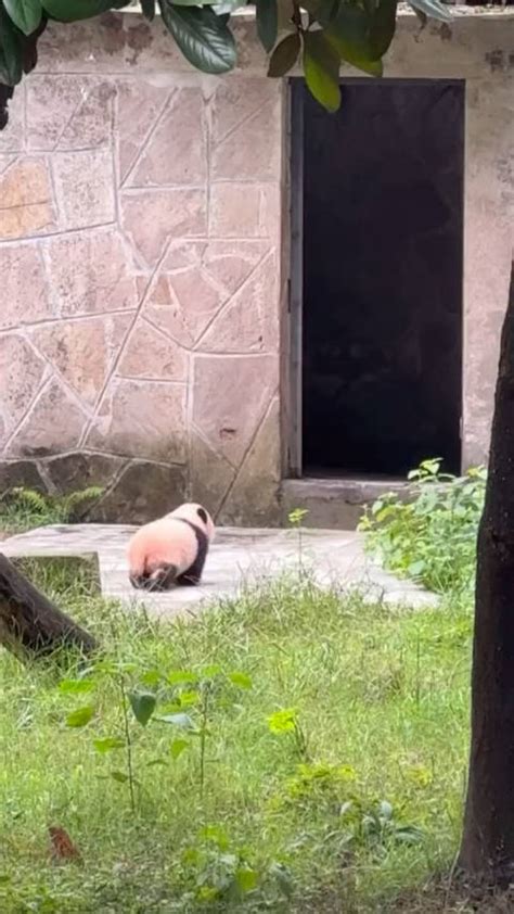 重庆动物园的新生大熊猫宝宝莽小五肉眼可见的在慢慢长大……|大熊猫宝宝_新浪新闻