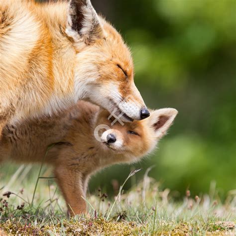 红狐狸狐狸雌和她的四只幼崽在夏季森林里狩猎和行走年轻的野生动物和他们的母亲一起高清图片下载-正版图片506595053-摄图网