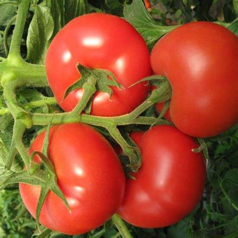 瀑布番茄种子四季圣女果春季小西红柿苗千禧籽季农家盆栽蔬菜种孑-阿里巴巴