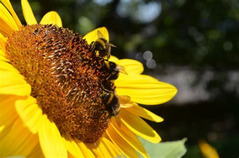#868145 4K, Closeup, Insects, Sunflowers, Bumblebee - Rare Gallery HD ...