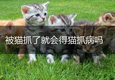 宠物猫-乐宠网