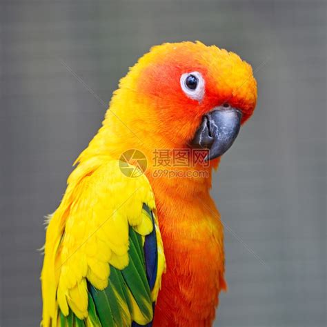 黄色的鹦鹉高清图片下载-正版图片307593361-摄图网