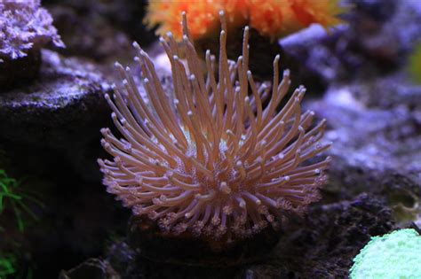 养了2年梦幻海底世界珊瑚鱼缸（多图，观赏鱼，珊瑚）-宠物-北海365网(beihai365.com)