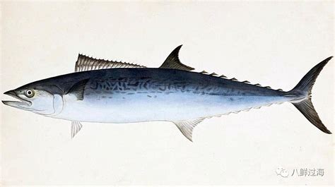 青岛的196斤“超级大鲅鱼”是什么鱼？_马鲛鱼