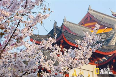 南京樱花最佳观赏时间及地点2022_旅泊网