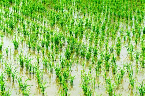 田里刚种植的水稻高清图片下载-正版图片501609274-摄图网
