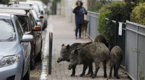 以色列城市野猪泛滥 居民不堪其扰：感觉住在森林__凤凰网