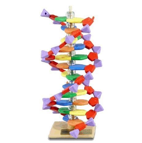 学生通用技术设计作品：DNA 双螺旋结构模型制作|通用技术作品报告书示范-优秀论文-研究性学习平台