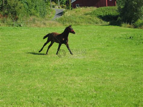 马婴儿小马动物高清图片下载-正版图片320062214-摄图网