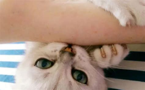 宠友在线：为什么你的猫咪会突然咬你？ - 知乎
