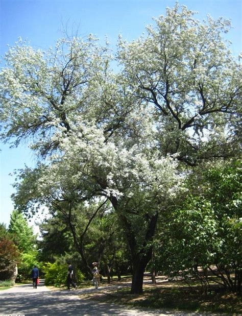 清晨春天花园里的苹果树上开着娇嫩的白花高清图片下载-正版图片303308120-摄图网