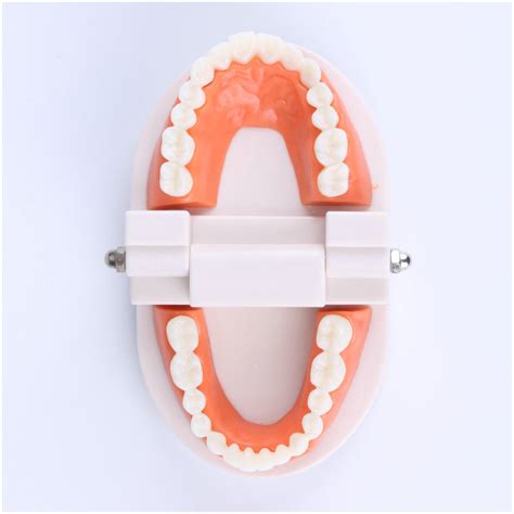 牙齿模型 美学练习牙模 小牙模 幼儿园刷牙教学模型口腔模型-阿里巴巴