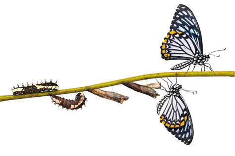 蝴蝶的生命周期是什么？寿命有多长 - 运富春