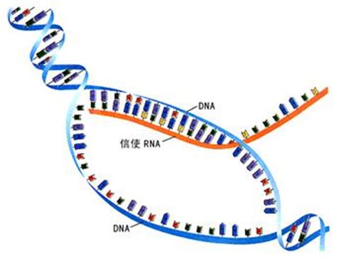 中国科学家破解DNA包装过程关键结构| 果壳 科技有意思