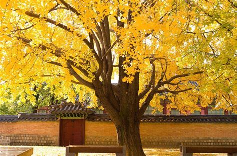 银杏的花语是什么？银杏的寓意和象征-种植技术-中国花木网