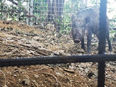 4头野猪今晨在仙湖“落网”，创深圳单次捕获野猪数量纪录