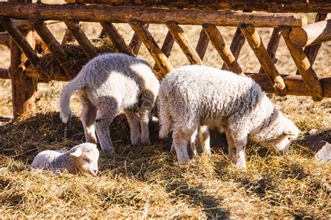 羊在农场吃干草晴天高清图片下载-正版图片504142855-摄图网