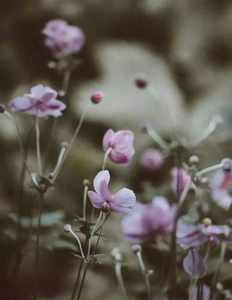 世界上十大花语最悲伤的花，伤感两字花名花语