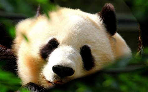 这个六一和暑假 就去看最萌国宝大熊猫