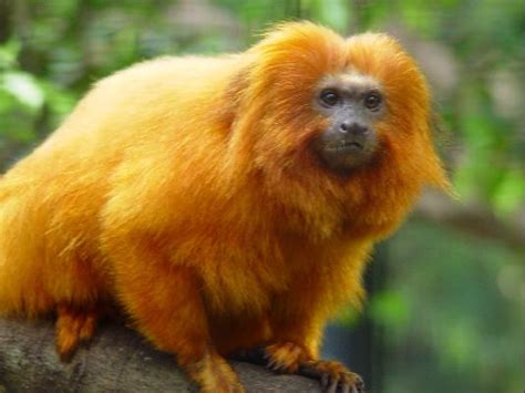 亚马逊热带雨林10种最危险的动物！