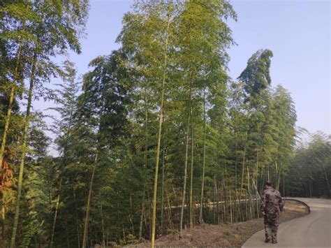 清镇市国有林场加快推进竹产业创新发展-贵阳网
