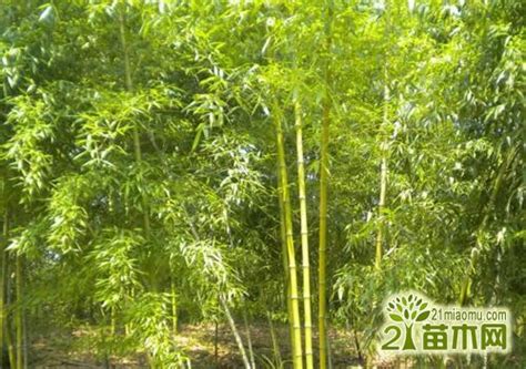 小琴丝竹盆栽怎么养 小琴丝竹的日常养护方法_爱花网