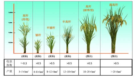 杂交水稻和转基因的区别是什么（什么是杂交水稻？它到底是不是转基因？最完整的答案在这里） | 说明书网