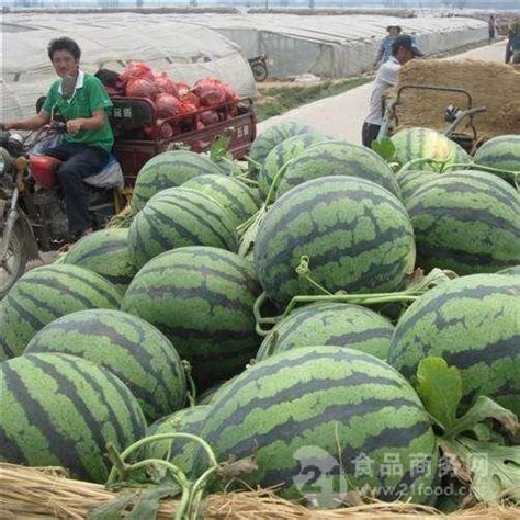 今日沧州市西瓜市场销售价格 西瓜格报价 山东临沂 乐群水果基地-食品商务网