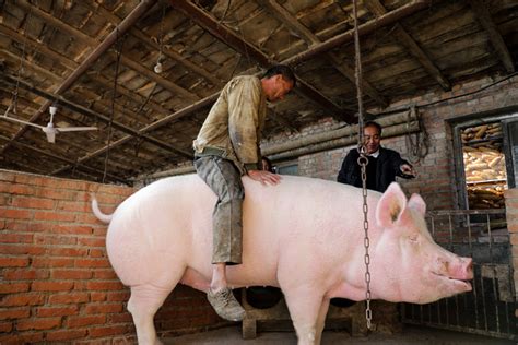 迷你宠物猪4年长成350斤大肥猪|宠物猪|肥猪|宠物_新浪新闻