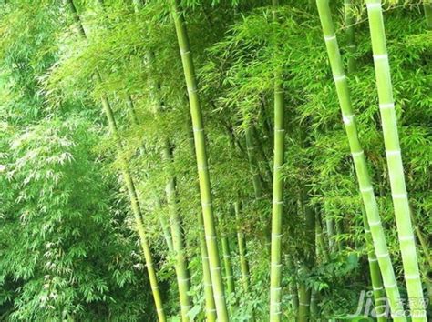 青青翠竹——步入奇妙的竹乐世界