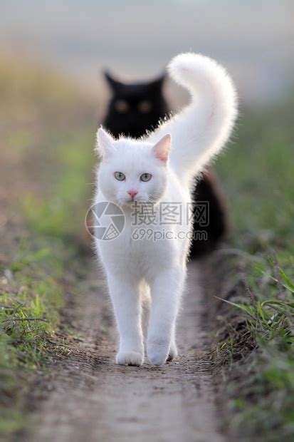 科学网—为什么黑白猫一定上黑而下白？ - 徐明昆的博文