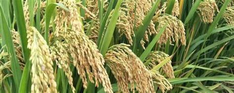 杂交水稻和普通水稻的区别是什么 杂交水稻和普通水稻有什么不一样_知秀网
