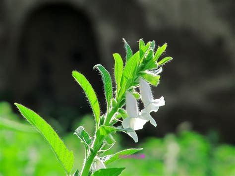 芝麻花图片