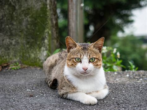 野猫图片非主流头像