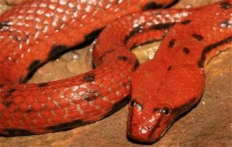 世界上最美的十种毒蛇，长相美丽带剧毒（第一在中国）_探秘志