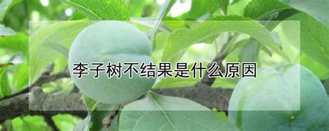 树上生长的成熟李子,果实,植物花草,摄影素材,汇图网www.huitu.com
