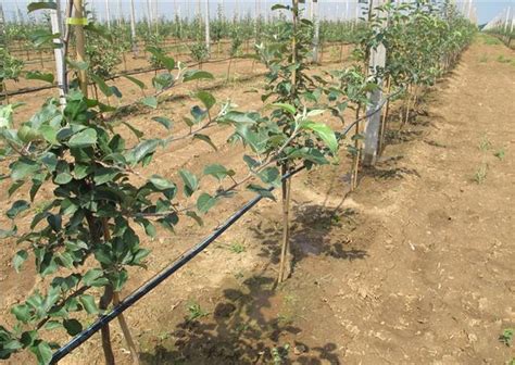 怎样栽苹果树苗?苹果苗种植技术-种植技术-中国花木网