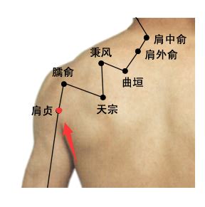 肩周穴位图图片