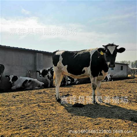 黑白花奶牛养殖，山东哪里供应的黑白花奶牛价格优惠|山东成立牧业有限公司|山东小尾寒羊养殖基